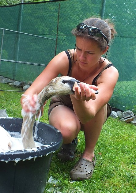 Také plzeňští kanoisté měli na jaře co dělat s agresivním opeřencem. Na řece Radbuze je napadal labutí samec, který od Karla Makoně dostal přezdívku trenér.