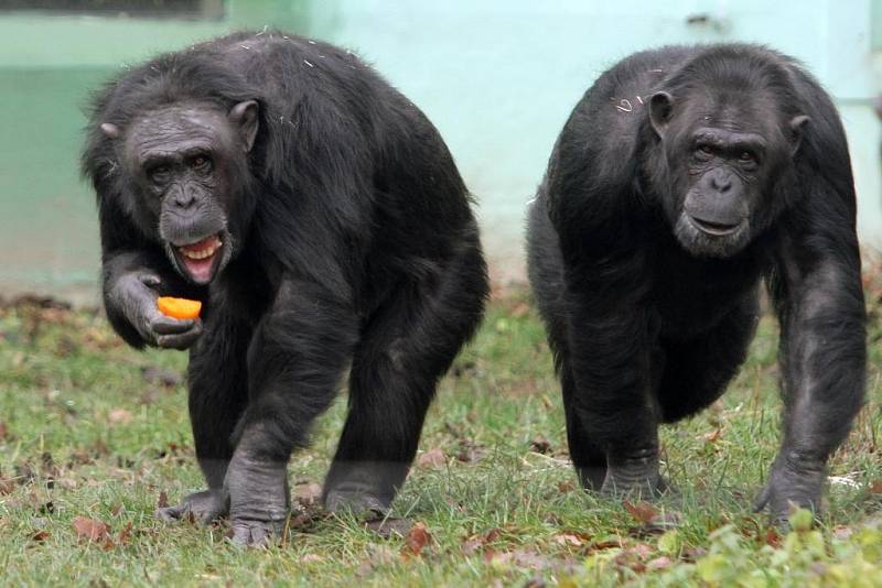 Teplá počasí vylákalo zvířata v Zoo do vnějších výběhů