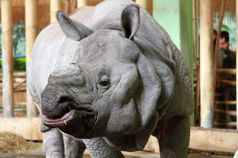 Nosorožec Baabuu oslavil dvanácté narozeniny
