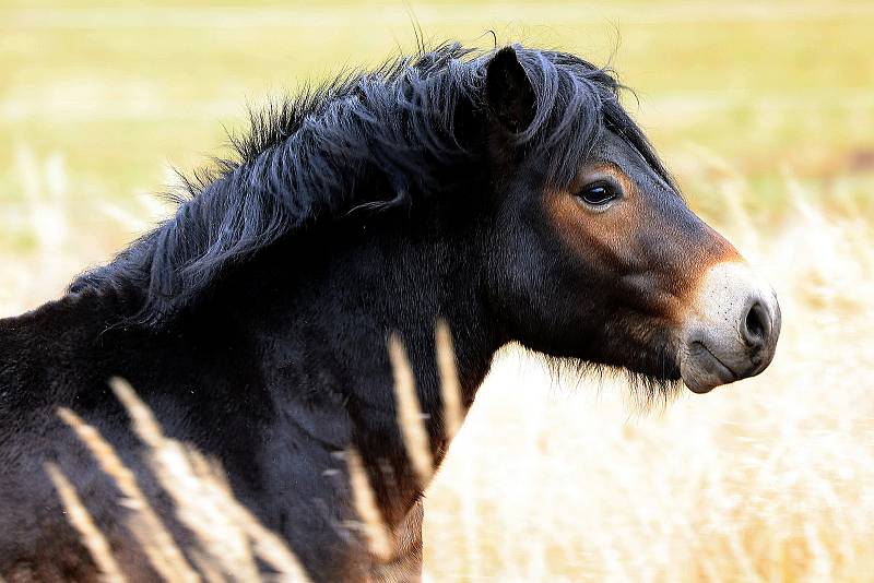 Do přírodní rezervace Janovský mokřad, kterou zřídil Plzeňský kraj, byli vypuštěni v rámci ochrany vegetace, zachování unikátnosti a přirozeného rozvoje mokřadu divocí koně z Exmooru. Tyto koně doplní ještě dva kusy ze stáda praturů.
