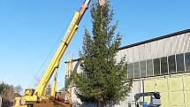 Vánoční strom v Nepomuku pochází z areálu Policie ČR, kde bránil využití prostoru