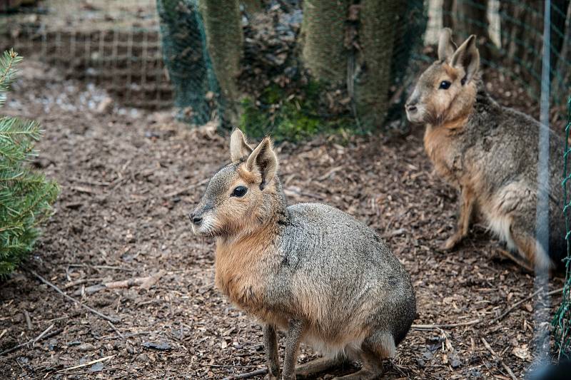 Zoologická zahrada Plasy.