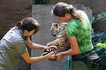 Očkování proti vzteklině a dalším nemocem absolvovali plzeňské zoo ve středu tři tygří samečci