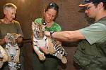 Očkování proti vzteklině a dalším nemocem absolvovali plzeňské zoo ve středu tři tygří samečci
