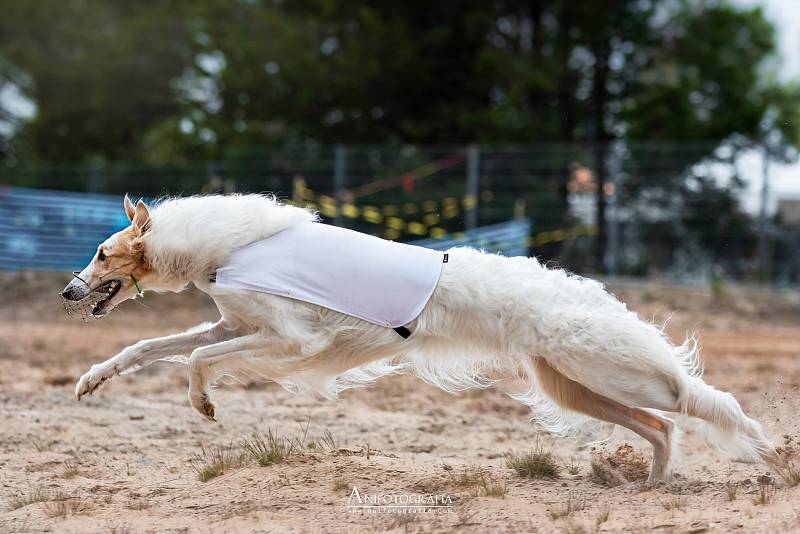 Chrtovi, který se v rodokmenu jmenuje Avalanche Daraska, říká jeho majitelka Ľubica Toušová Orel. V květnu se stal ve finském Kalajoki mistrem světa v běhu psů.