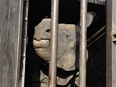 Odjezd nosorožce Beniho do anglické zoo Chester