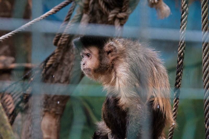 Zoologická zahrada Plasy.