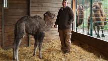 Nejnovějším mládětem v plzeňské zoo je zhruba dvoutýdenní samička velblouda dvouhrbého. Je to už dvaadvacáté odchovávané mládě tohoto druhu. Většinou se v Plzni rodí mláďata velbloudů každoročně na jaře mezi březnem a květnem.