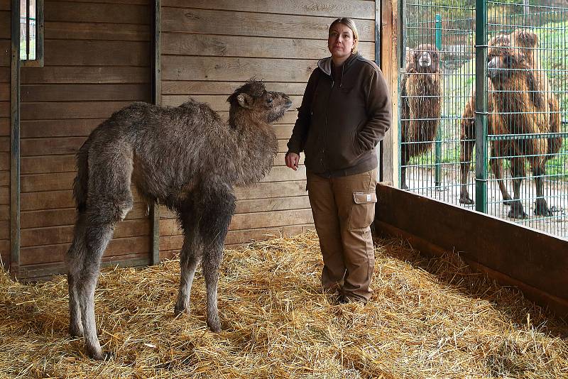 Nejnovějším mládětem v plzeňské zoo je zhruba dvoutýdenní samička velblouda dvouhrbého. Je to už dvaadvacáté odchovávané mládě tohoto druhu. Většinou se v Plzni rodí mláďata velbloudů každoročně na jaře mezi březnem a květnem.