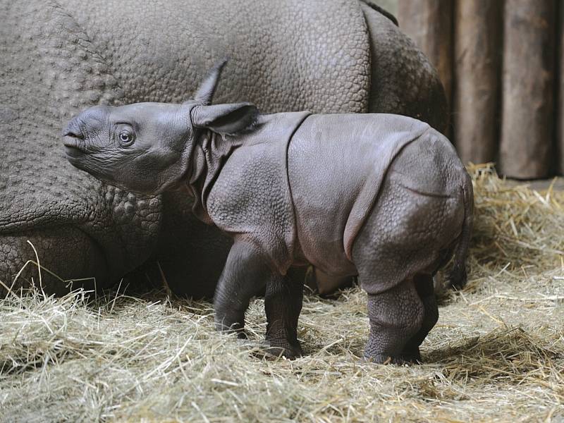 Nosorožec indický v plzeňské zoo