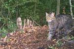 V okolí Dobříše na Příbramsku se zhruba po sto letech podařilo zdokumentovat výskyt kočky divoké.