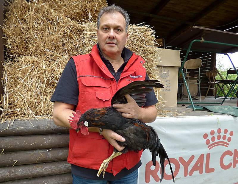 Povltavská výstava králíků, holubů a drůbeže. Zázemí pro zvířata začínají chovatelé připravovat již týden předem. Jako samozřejmost bere tuto brigádu také chovatelka Romana Žáčková s dcerou Kristýnou a další rodinní příslušníci.