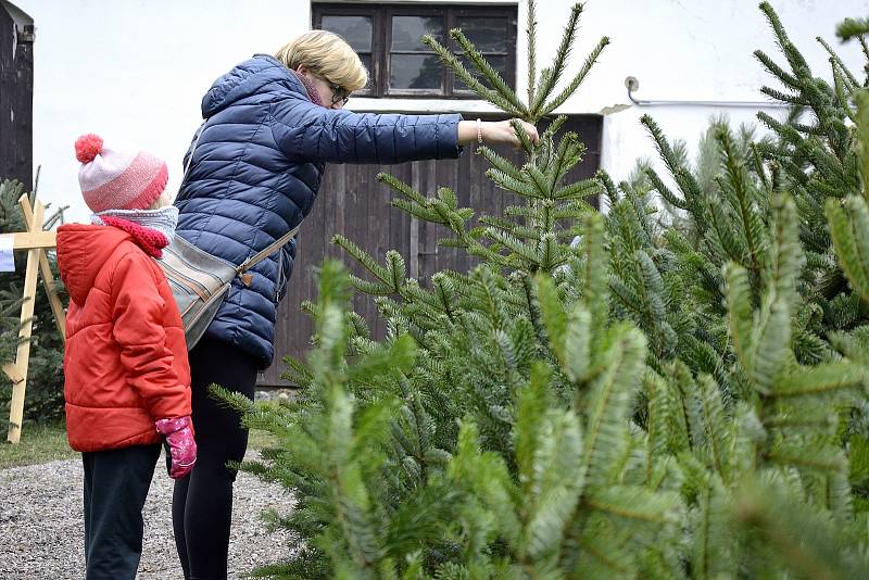 Prodej vánočních stromů v Podlesí.