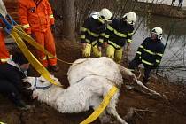 Poslední den v roce řešili středočeští hasiči poměrně kuriózní zásah, kdy operátoři tísňové linky přijali informaci o pádu velblouda do rybníka v obci Hulín na Příbramsku.