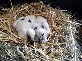 Ochránci fauny České republiky ve spolupráci s Hasičským záchranným sborem v Příbrami zachraňovali čapí mláďata, kterým uhynul táta - samec z hnízdícího páru.