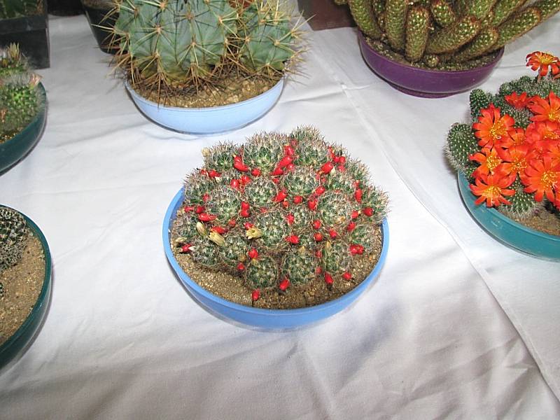 Výstava kaktusů v příbramském Q - klubu