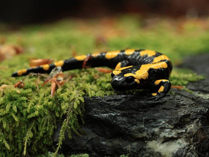 V Brdech patří mlok (Salamandra salamandra) mezi nejvzácnější obojživelníky. Stabilní početná populace je známá pouze na jediné lokalitě.