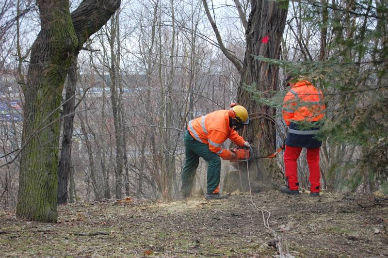 Ulice Podskalí je již bez nebezpečných stromů