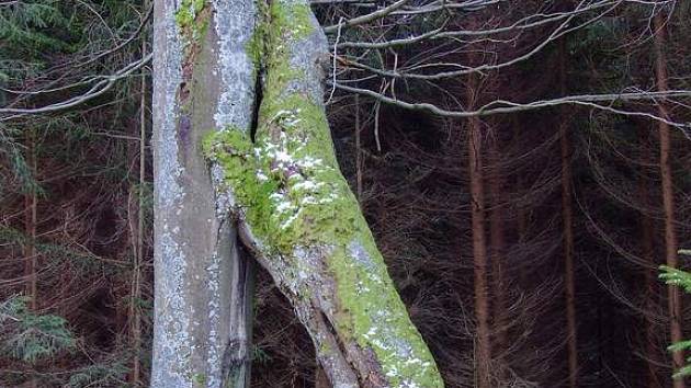 Památný buk, který je spíše znám pod jménem Buk-Dvoják, přejmenovali lesníci podle typu růstu na Buk-Bránu.