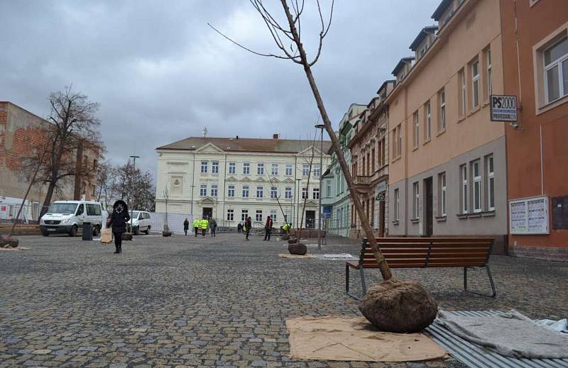 Jednou z finálních fází rekonstrukce náměstí v Dobříši je sázení stromů.