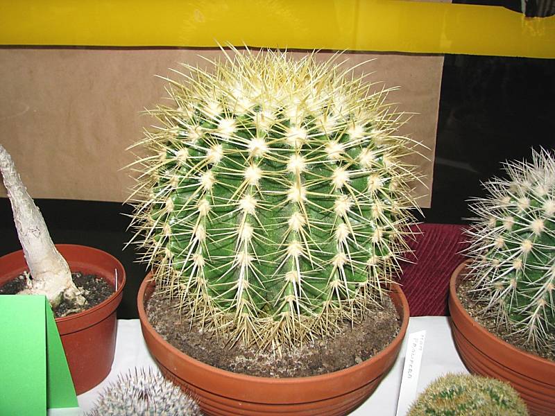 Výstava kaktusů v příbramském Q - klubu