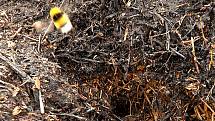 Královna čmeláka zemního vylétává ze své nory těsně po požáru.