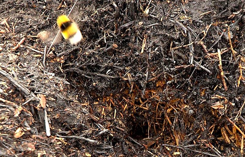 Královna čmeláka zemního vylétává ze své nory těsně po požáru.
