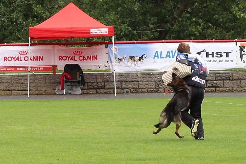 Letos se konal v Dobříši již 12. ročník Mezinárodního kynologického festivalu CACIT.