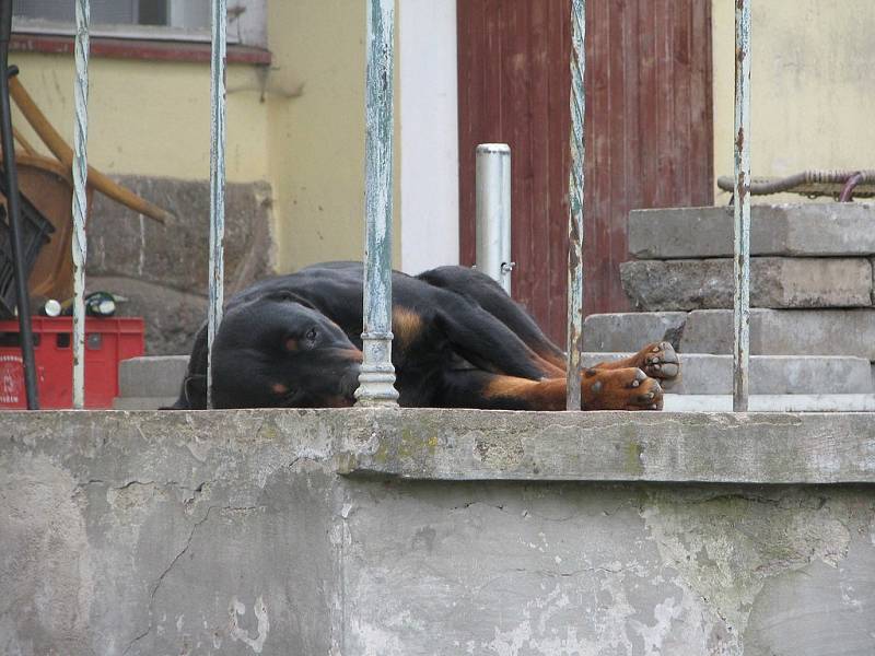 Za štětkovickou hospodou pokousal rotvajler sedmiletého chlapce.