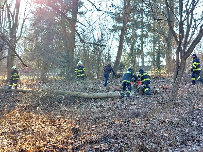 Členové spolku a dobrovolníci při práci na obnově sadu.