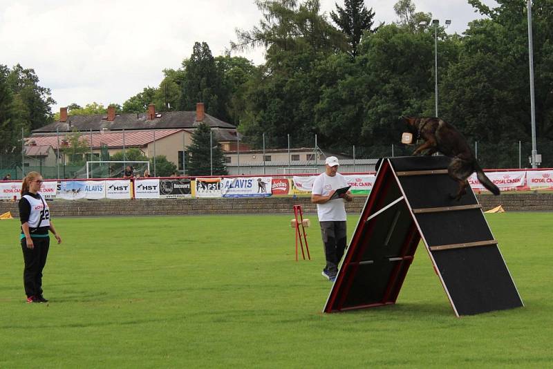 Letos se konal v Dobříši již 12. ročník Mezinárodního kynologického festivalu CACIT.