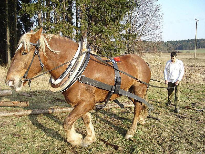 Lukáš Kozma při práci v lese.