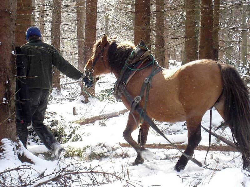 Lukáš Kozma při práci v lese.