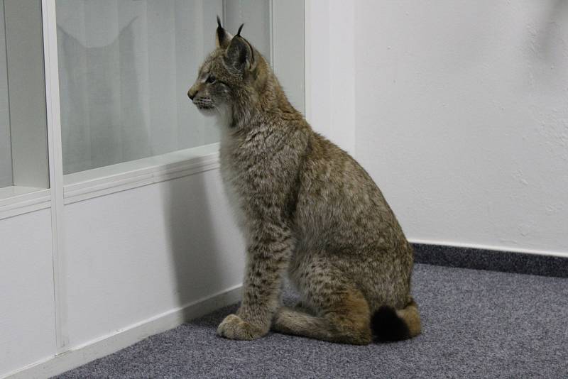 Přání vidět na vlastní oči živého rysa se splnilo asi stovce návštěvníků páteční besedy s Martinem Tomášem v Domě Natura v Příbrami.