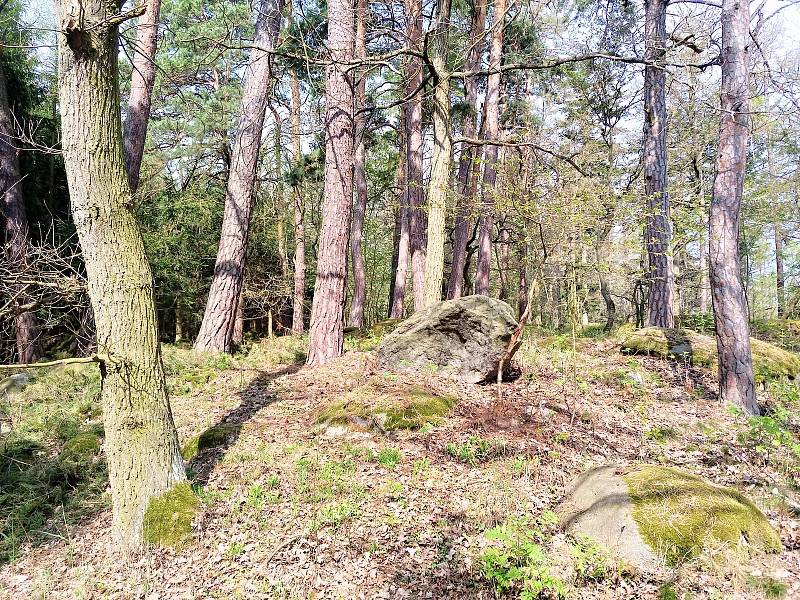 Krásný les pod Pivovarskou horou.