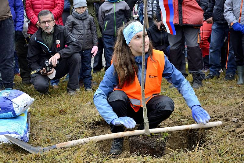 Nově vysazená Alej svobody u Památníku Vojna u Příbrami.