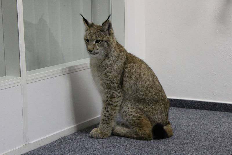 Přání vidět na vlastní oči živého rysa se splnilo asi stovce návštěvníků páteční besedy s Martinem Tomášem v Domě Natura v Příbrami.