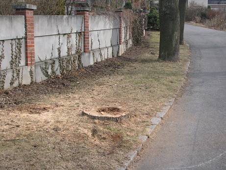 Revitalizace zeleně ve Svatohorské aleji