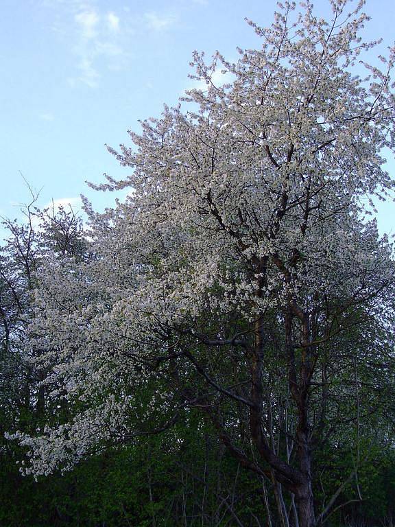 Třešeň - Letos časné jarní květiny odkvetly s předstihem a takřka najednou, podobně jako nyní, kdy kvetou ostatní rostliny i stromy naráz. 