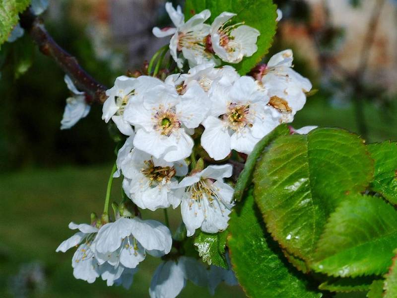 Třešeň - Letos časné jarní květiny odkvetly s předstihem a takřka najednou, podobně jako nyní, kdy kvetou ostatní rostliny i stromy naráz. 