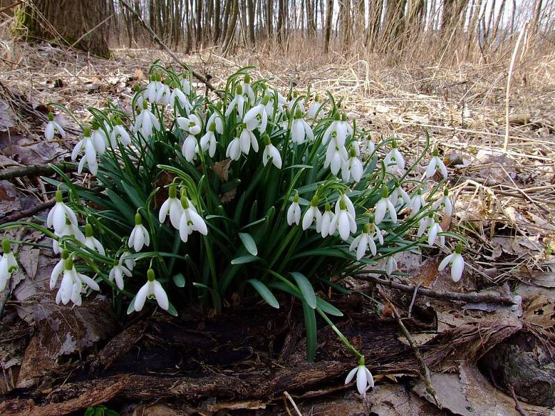 Sněženka podsněžník - Letos časné jarní květiny odkvetly s předstihem a takřka najednou, podobně jako nyní, kdy kvetou ostatní rostliny i stromy naráz. 