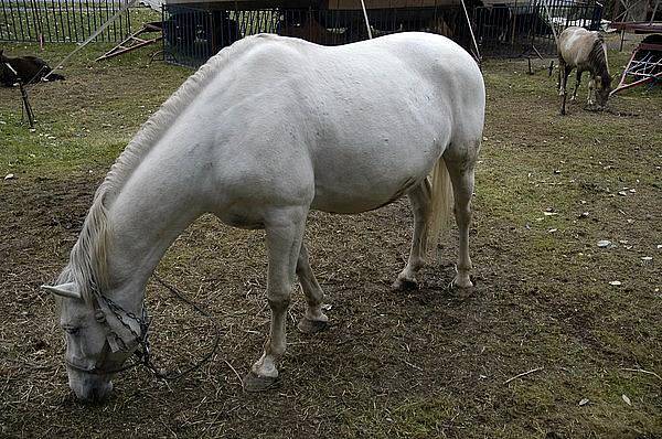 Cirkus Astra navštívil Příbram