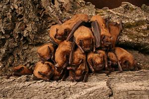 Kolonie netopýrů rezavých. 