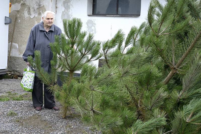 Prodej vánočních stromů v Podlesí.