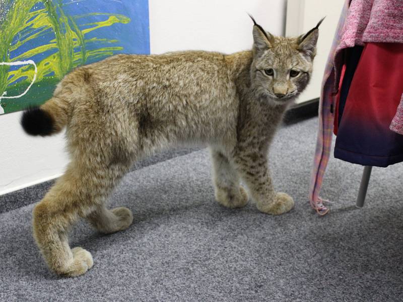 Přání vidět na vlastní oči živého rysa se splnilo asi stovce návštěvníků páteční besedy s Martinem Tomášem v Domě Natura v Příbrami.