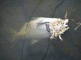Při upouštění Orlické přehrady zahynuly tisíce ryb