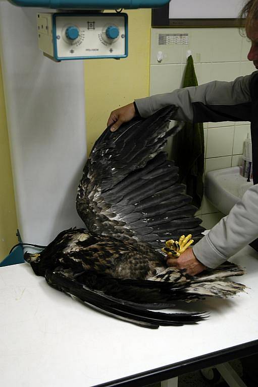 Ochrana fauny ČR shání peníze na zaplacení složité operace zraněného mláděte ohroženého druhu orla mořského. Bližší informace získáte na čísle 603 259 902.