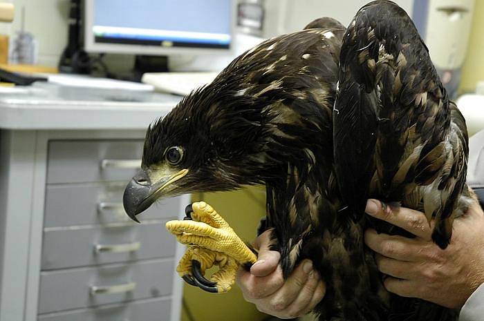 Ochrana fauny ČR shání peníze na zaplacení složité operace zraněného mláděte ohroženého druhu orla mořského. Bližší informace získáte na čísle 603 259 902.