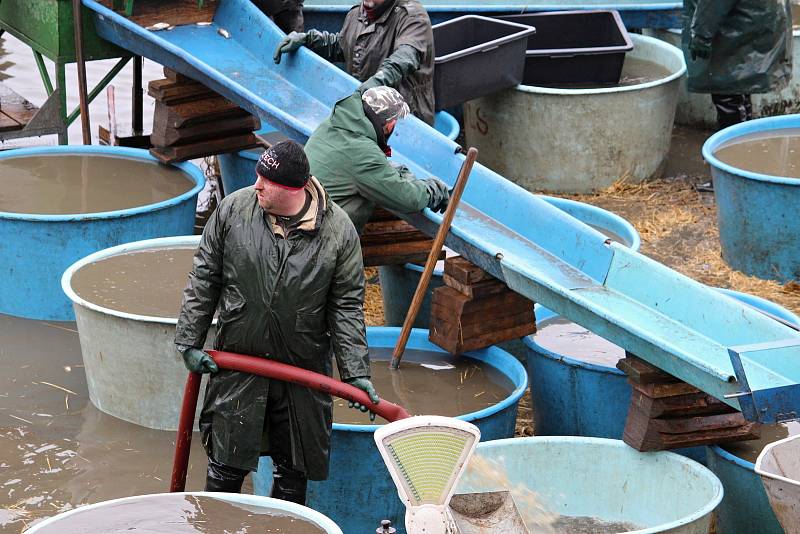 Výlov začínal kolem sedmé hodiny a během dopoledne proběhl i druhý zátah sítí. S blížícím se polednem proud lidí mířící na hráz rybníka neustával, přicházely i rodiny s kočárky.