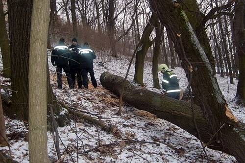 U Svatohorských schodů museli dobrovolní hasiči zlikvidovat prasklý strom u jednoho z východů, protože ohrožoval kolemjdoucí